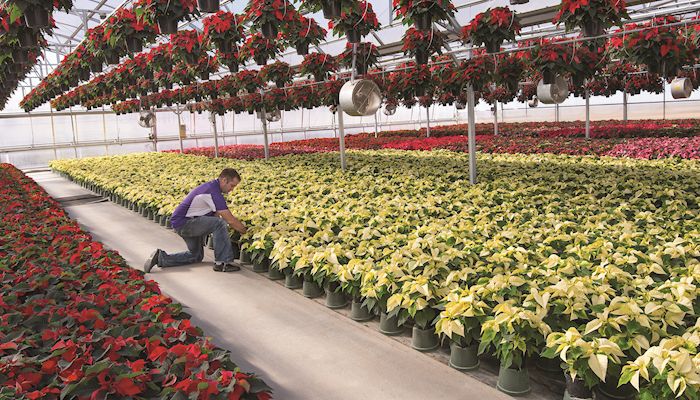 Iowa farm family grows Christmas  cheer with poinsettias