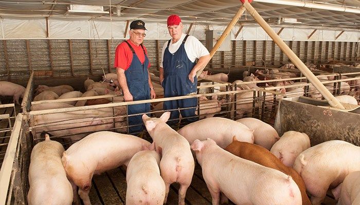 Hogs: economic superhero for rural Iowa 