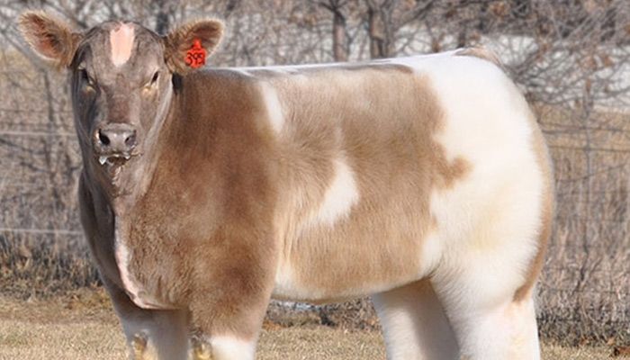 9 Unbelievable Facts About Fluffy Cow 