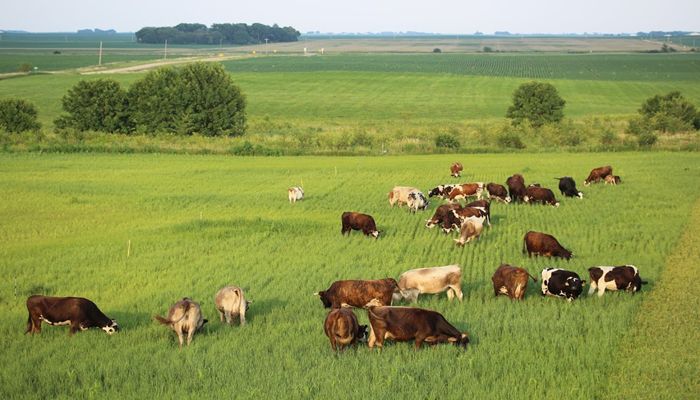 Cows in a grassed pasture