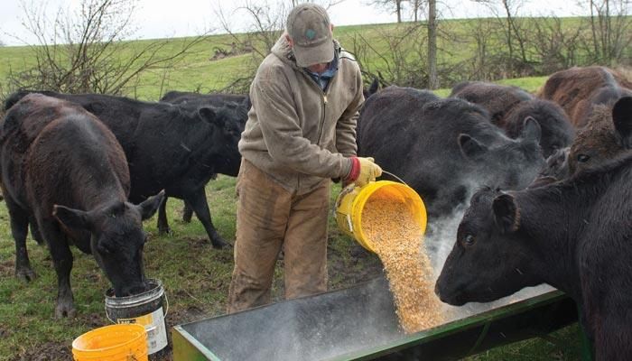 Iowa Farm Bureau Statement on Cattle Marketing Policy