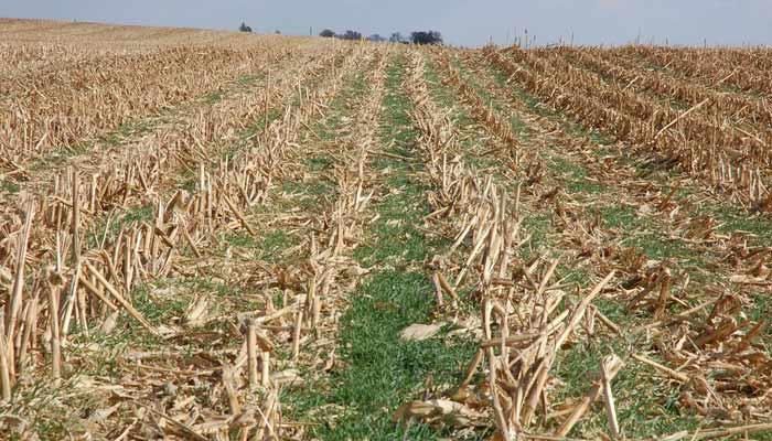 Cover Crop Cost-Share Available for Seed Corn Growers