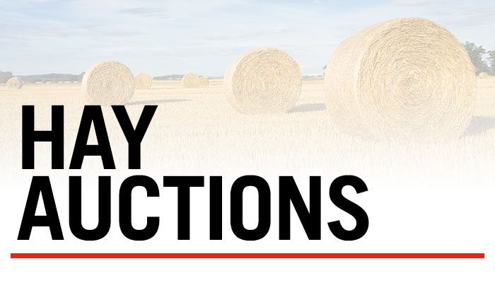 Hay Auctions 1/11/2023 