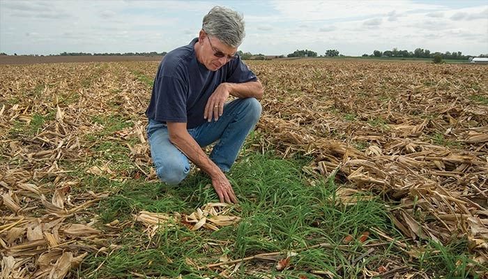 Applications due Jan. 13 for cover crop insurance discount program 