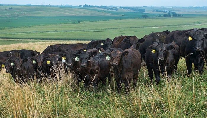 Cattle Market Update: Slaughter and Inventory Down, Prices Likely to Remain High