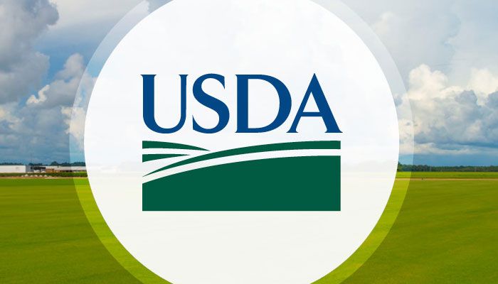 USDA cuts corn, soybean yield estimates 