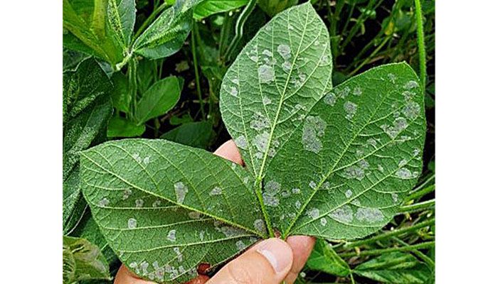 New insect pest finding soybeans appealing 