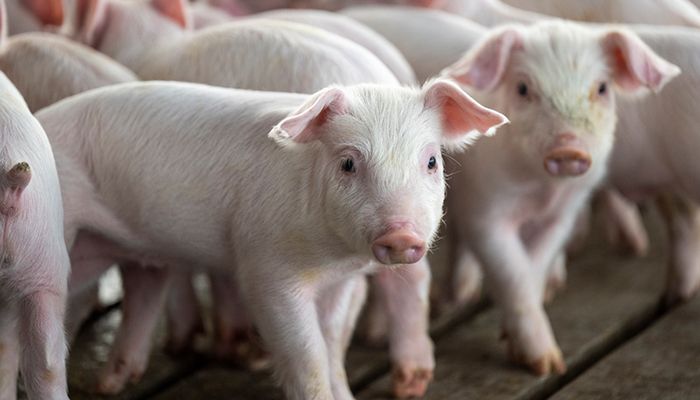 piglets in barn