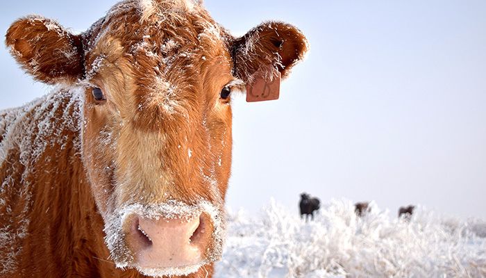 Cow in snow