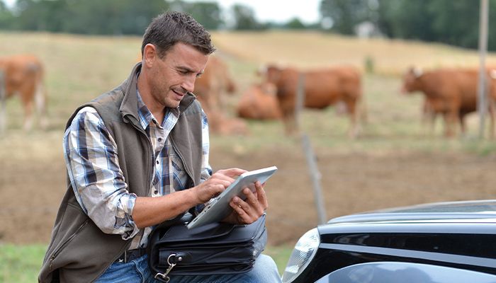 Improving cattle performance with data