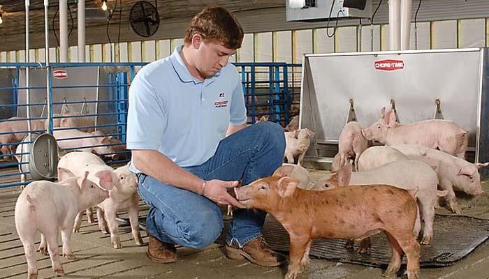 Pig Farm