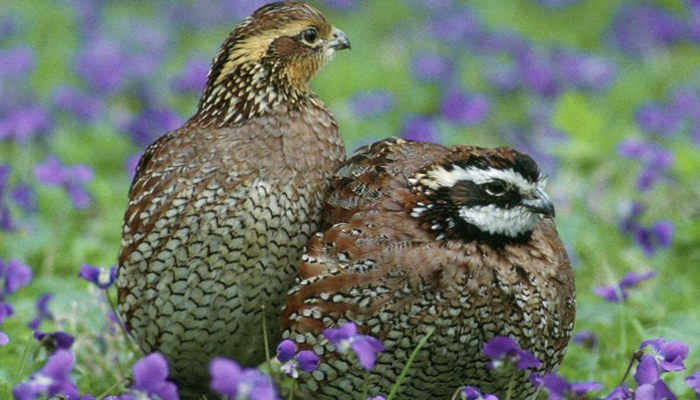 USDA Launches New Bobwhite Conservation Pilot and Announces General Conservation Reserve Program Signup