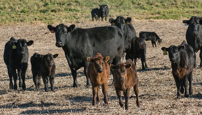 Do Prices Support Expanding the Cow Herd?