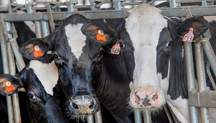 HPAI outbreak detected on dairy farms 