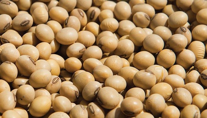 South American Soybean Crop Update