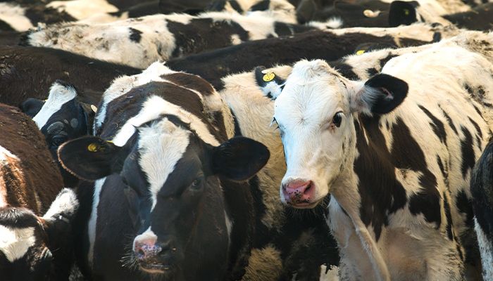 Northwest Iowa dairies struck with bird flu 