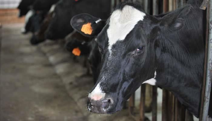 Additional HPAI cases detected in dairy herds