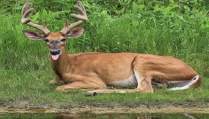 New DNR reporting tool available for helping track hemorrhagic disease in deer