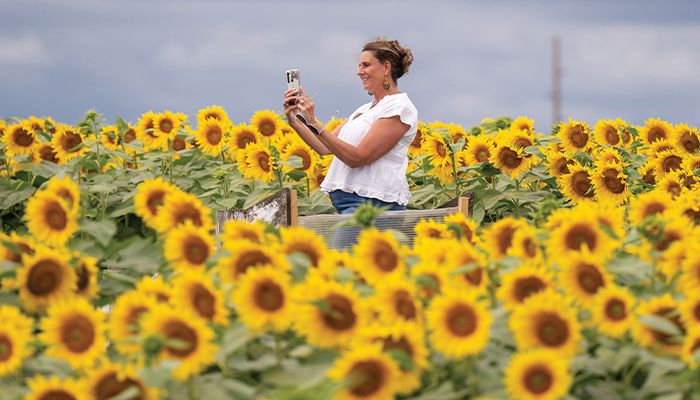 Bring on the sunflowers 