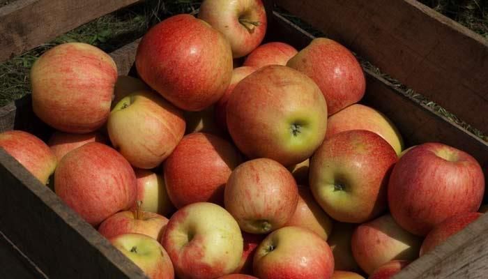 Delicious apple crisp: a fall favorite