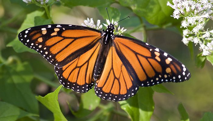 Upcoming conservation field days | September 20 update