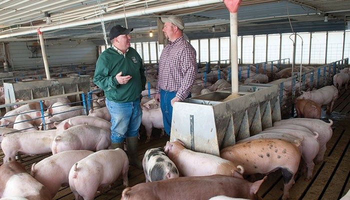 September 2024 Quarterly Hog Report: Market Hog Inventory Increases