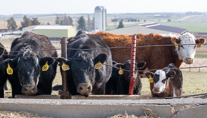 EIDs required for cattle movement starting Nov. 5 