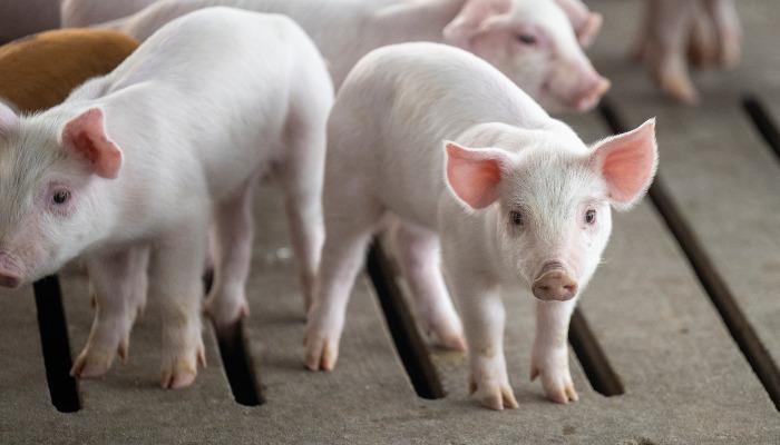 4 steps farmers take to keep pork safe and healthy for your dinner table