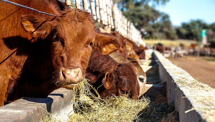 Be prepared for livestock farm inspections 