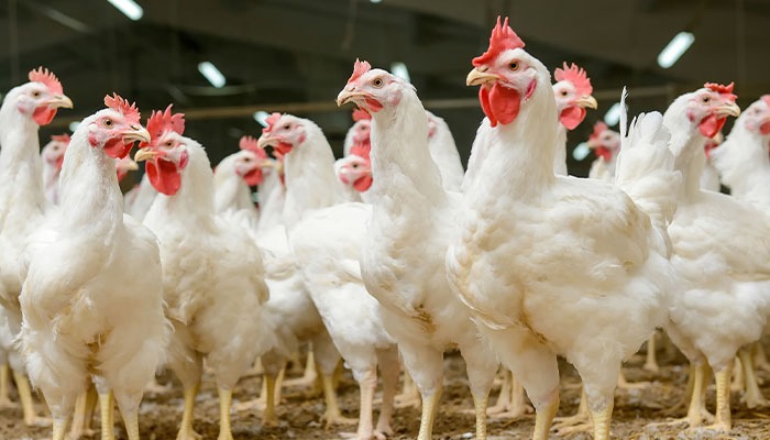 Pure Prairie Poultry files for bankruptcy 