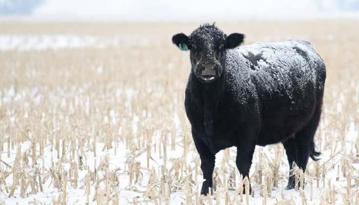 Livestock farmers are advised to be prepared for DNR inspections