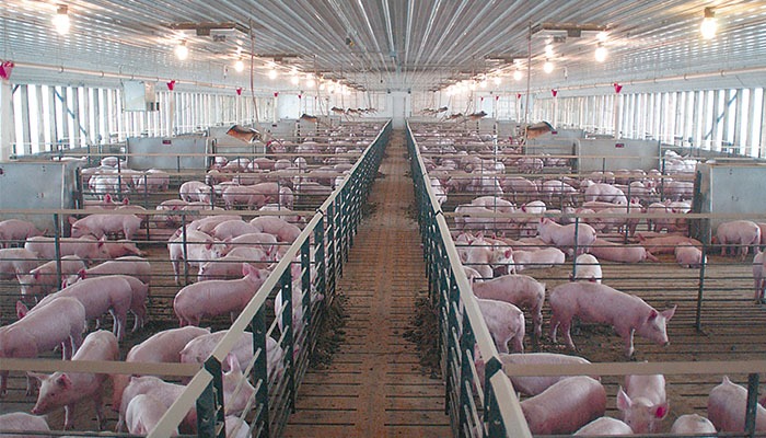 Optimism slowly returning to hog markets 