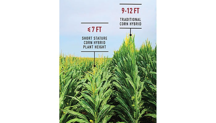 Short corn unlocks multiple benefits 