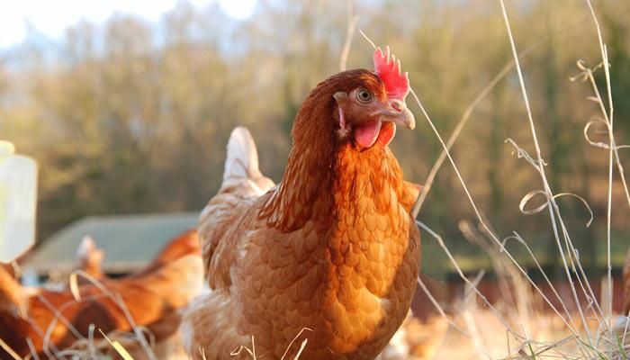 Iowa Department of Agriculture and Land Stewardship Provides Update on the Circumstances Involving Pure Prairie Poultry, Inc