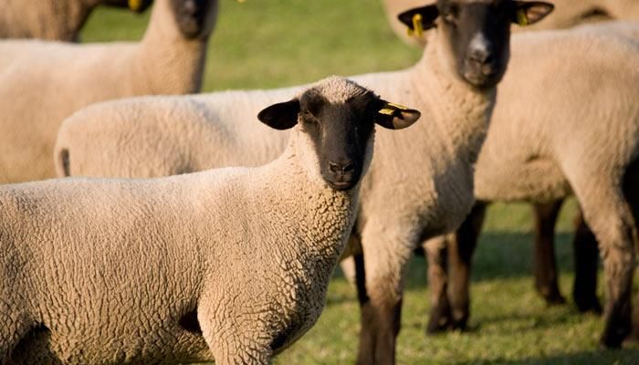 Voters defeat anti-livestock measures in Colorado, California 