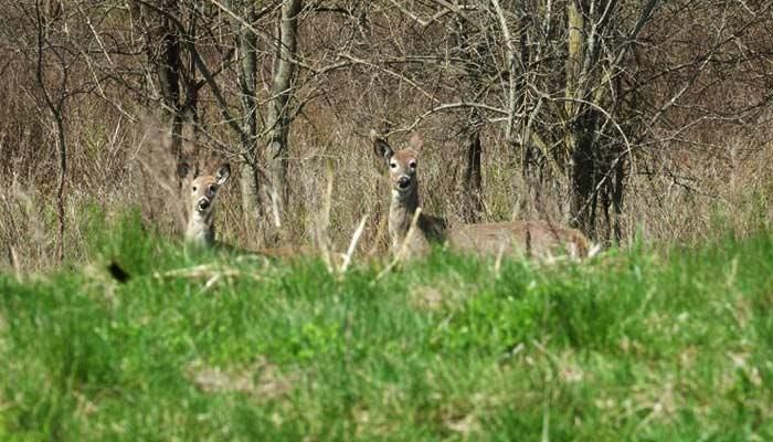 Iowa DNR hosting virtual public meeting on chronic wasting disease