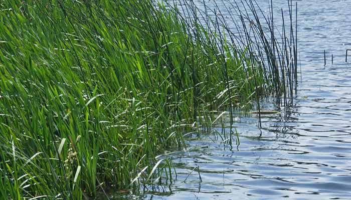 USDA Investing Into Iowa Wetland Mitigation Bank