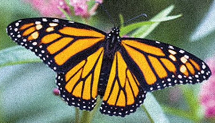 New protections proposed for monarch butterfly 