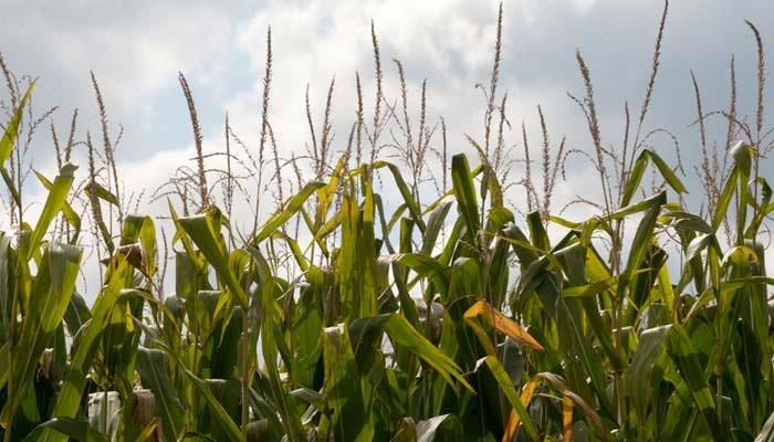 Top corn yield goes to southern Iowa grower