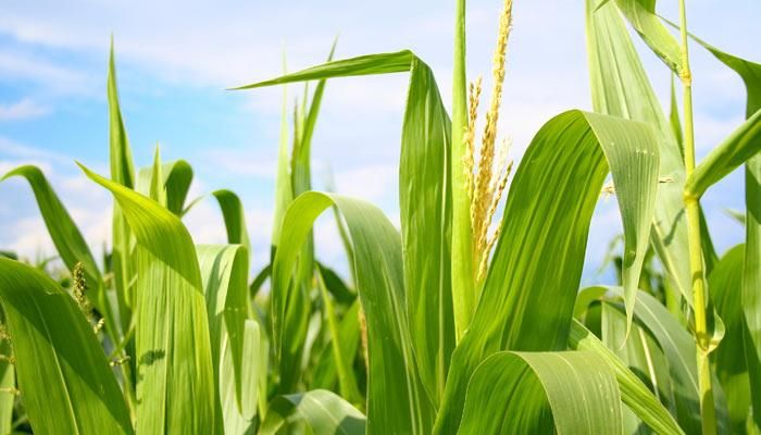 Secretary Naig Opens Sign-Up for Crop Insurance Discount Program