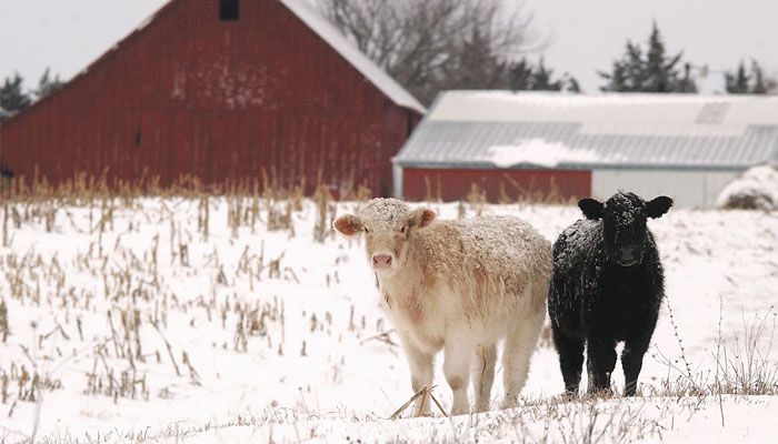 Beef Quality Assurance Sessions in Iowa Set for January 2025