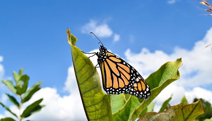 Upcoming conservation field days | January 10 update