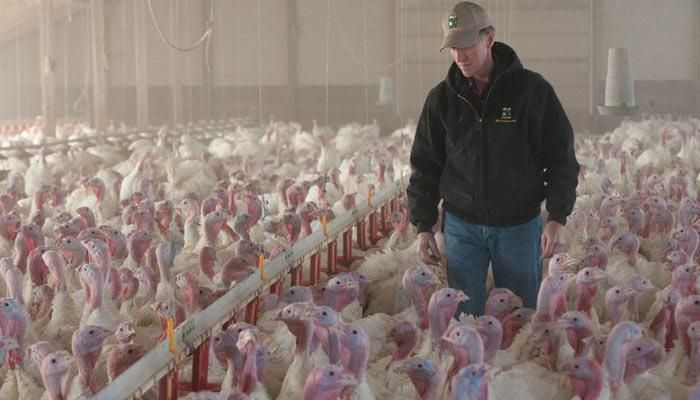 An Update on the Resurgence of HPAI among Egg Layers, Turkeys, and Dairy Operations 