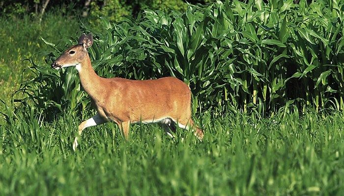 DNR sets public meetings to recap hunting, trapping seasons, discuss possible rule changes