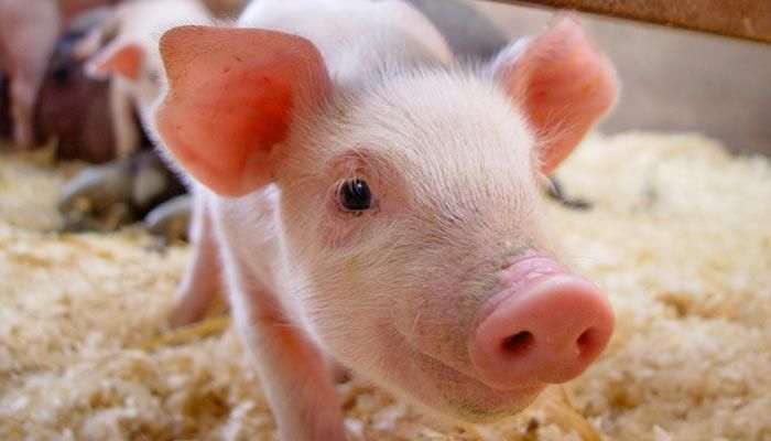 Study shows Iowa pork industry is vital to state's economy