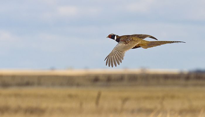 Iowa Department of Agriculture and Land Stewardship advises keeping pets away from sick or deceased wild birds