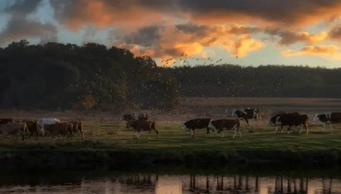 Livestock water quality conservation loans available