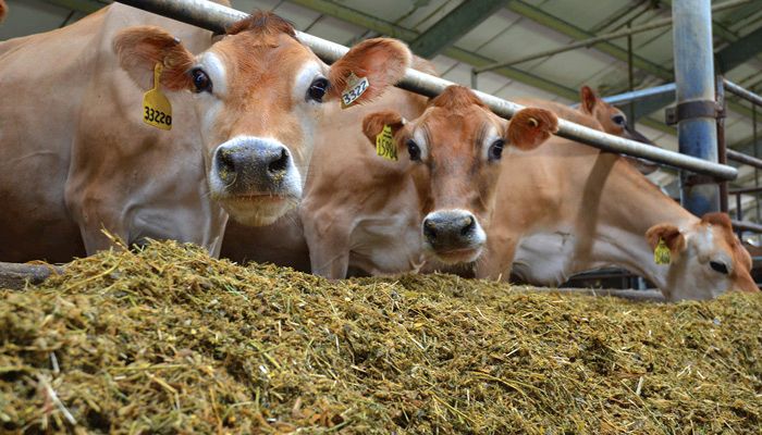 Eastern Iowa Hay Producers Association Annual Meeting is March 20 in Welton