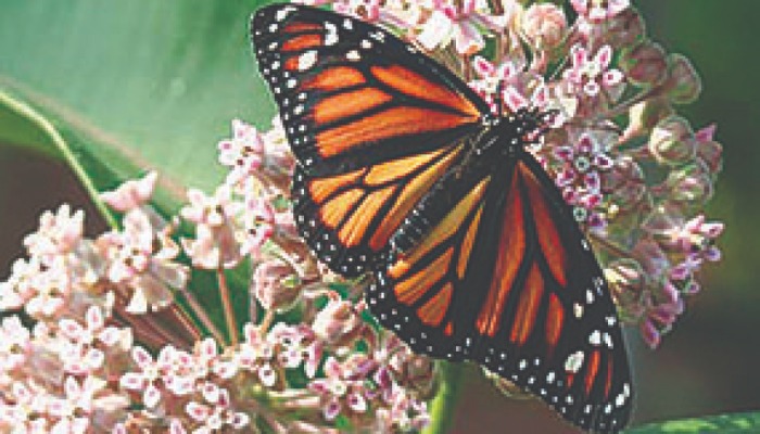 Monarch and Pollinator Habitat Workshop to be held March 11 in Fairfield