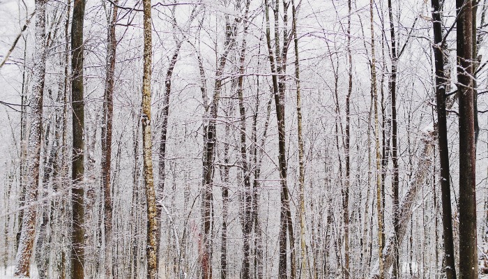 Winter tree ID hike at Jester Park